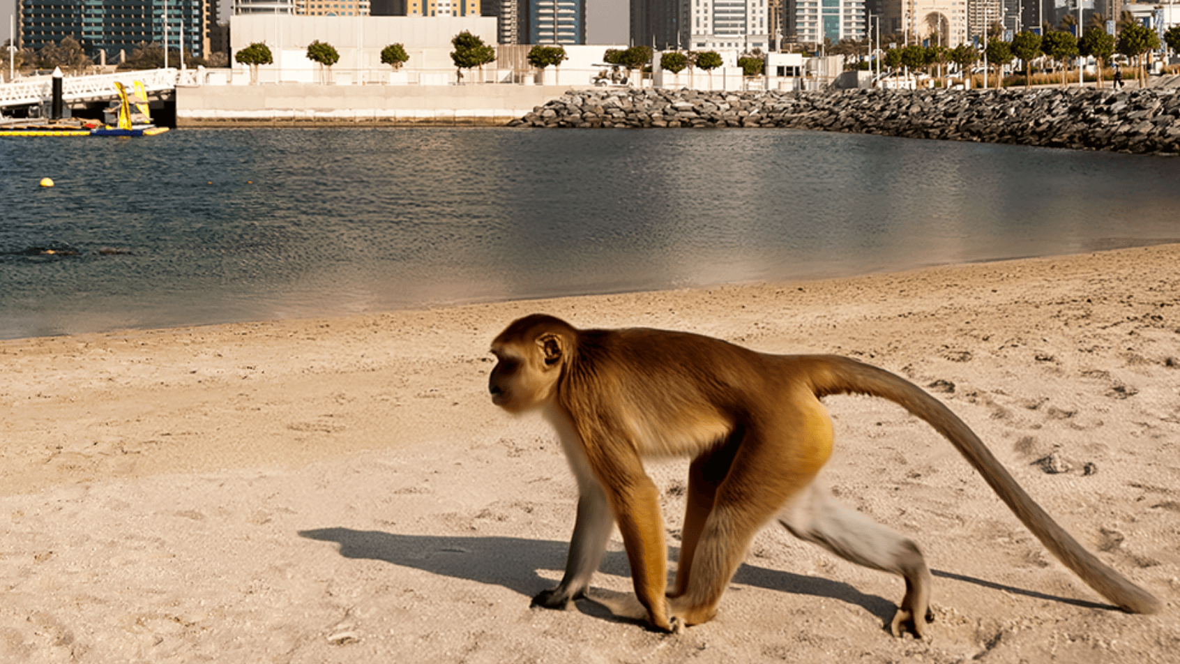 monkey african queen animals restaurant dubai