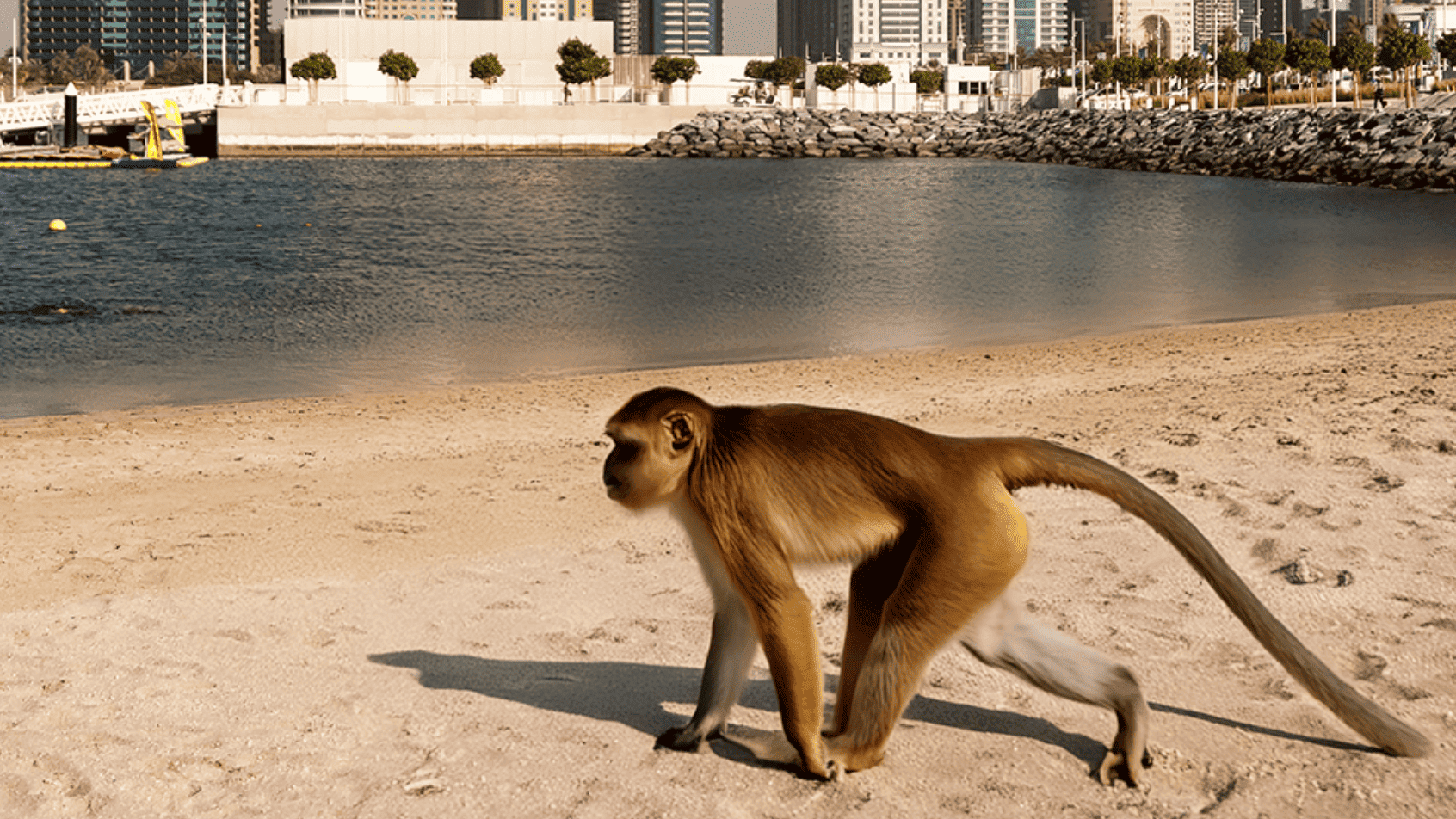 monkey african queen animals restaurant dubai