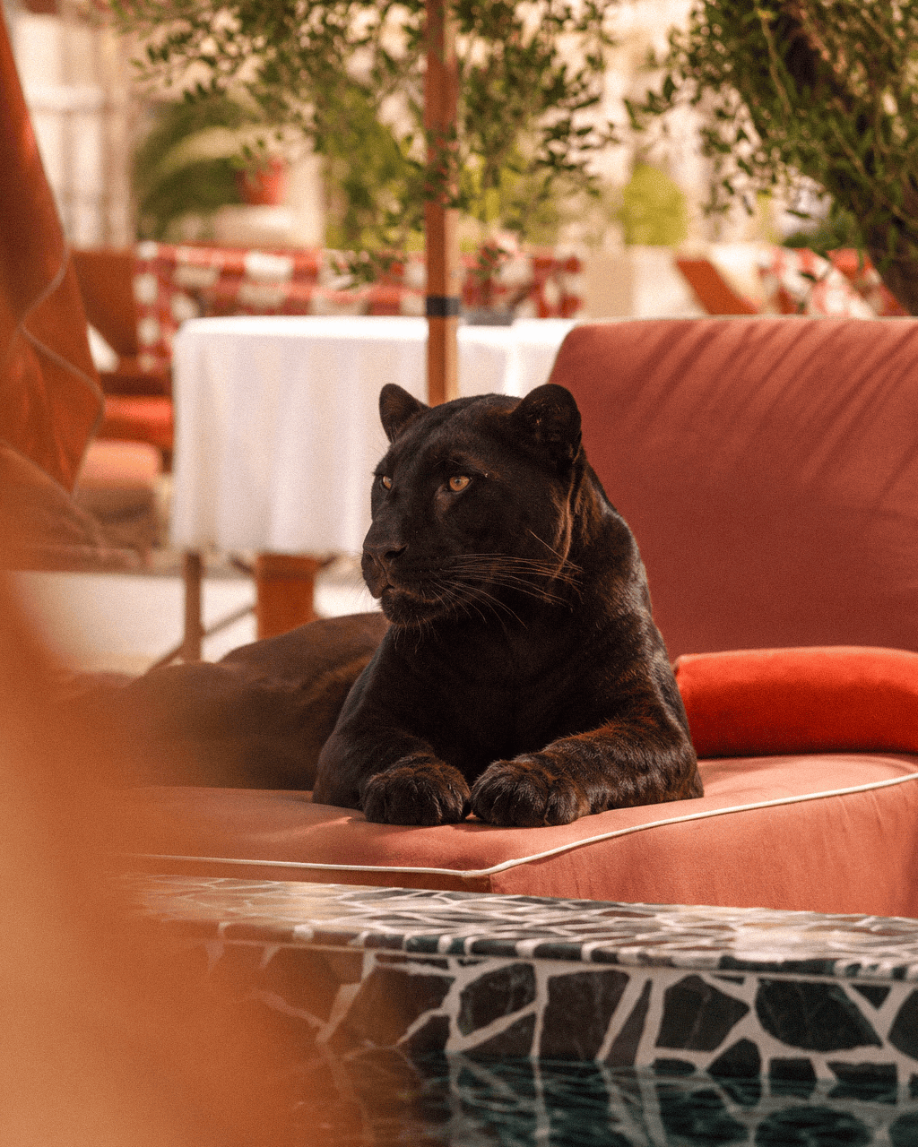 Black panther sitting on a sofa beside the pool at a tropical restaurant